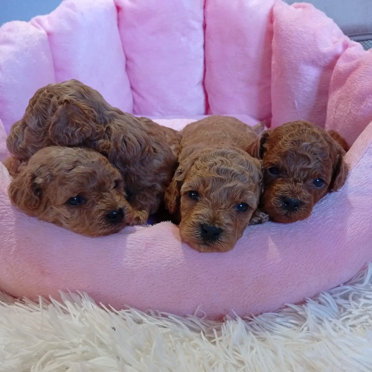 Pui de vanzare — Pui Poodle Toy Rosu Disponibili – Masculi si Femele | Cu Pedigree — 1