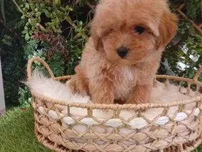 Maltipoo Toy