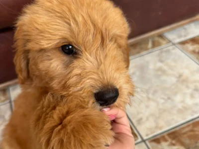 Goldendoodle Standard