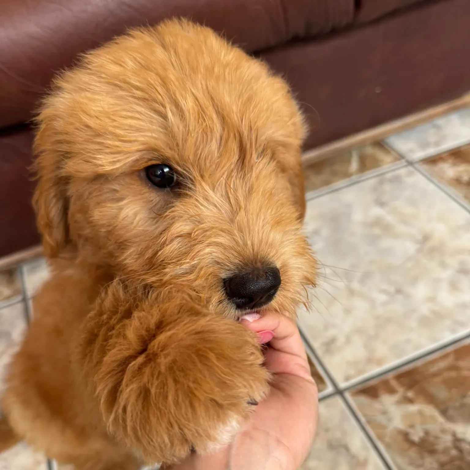Pui de vanzare — Goldendoodle Mascul de Vanzare – Baietel Apricot, Bland si Inteligent — 1
