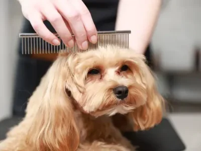 Maltipoo năpârlește? Totul despre blană și îngrijirea acesteia