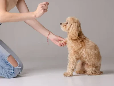 Maltipoo: caracter, temperament și comportament în familie