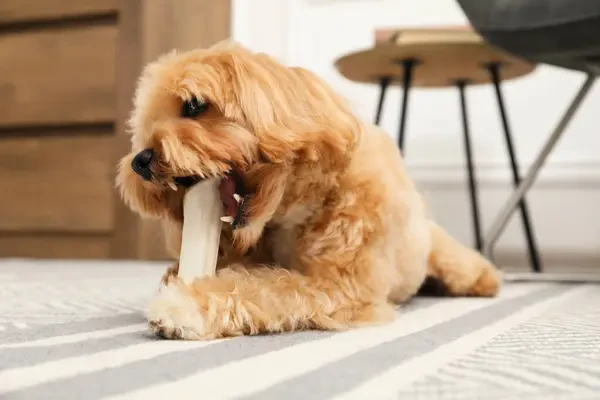 Imagine pentru articolul „Ce mănâncă un Maltipoo? Alimentația potrivită pentru fiecare vârstă”
