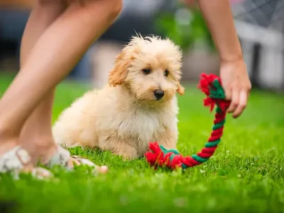 Maltipoo și copiii: este această rasă potrivită pentru familie?