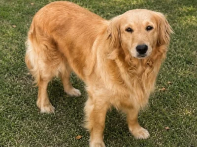Mamă Bella — Golden Retriever