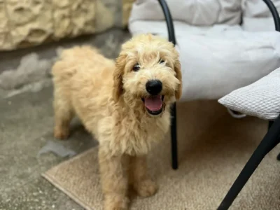 Goldendoodle