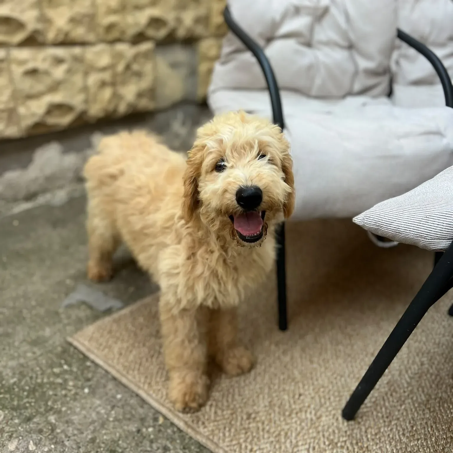Pui de vanzare — Goldendoodle Femela de Vanzare – Catelusa Apricot, Vesela si Plina de Energie — 1