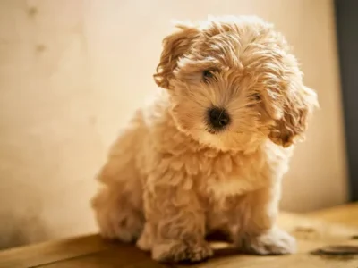 Maltipoo