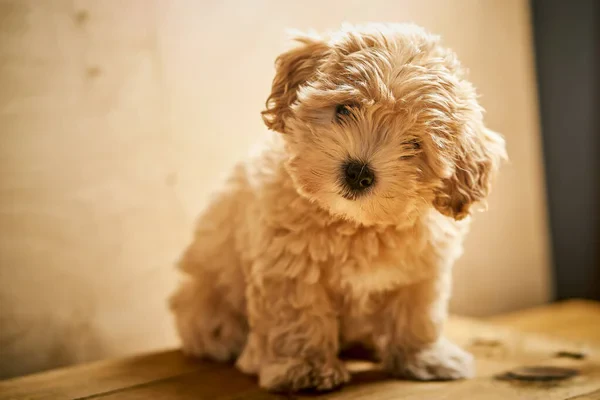 Imagine pentru articolul „Maltipoo și copiii: este această rasă potrivită pentru familie?”