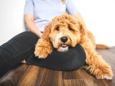 Goldendoodle