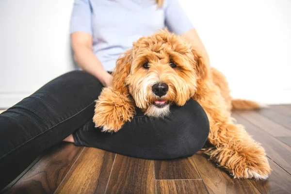 Câine de rasă Goldendoodle