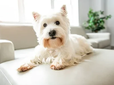 West Highland White Terrier (Westie)