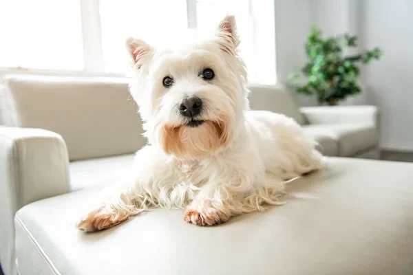 Câine de rasă West Highland White Terrier (Westie)