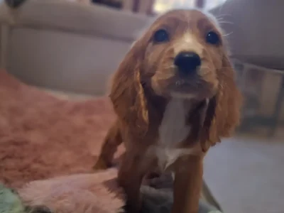 Cocker Spaniel