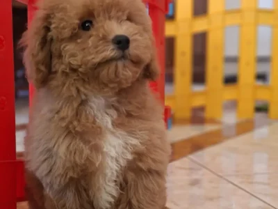 Maltipoo Toy