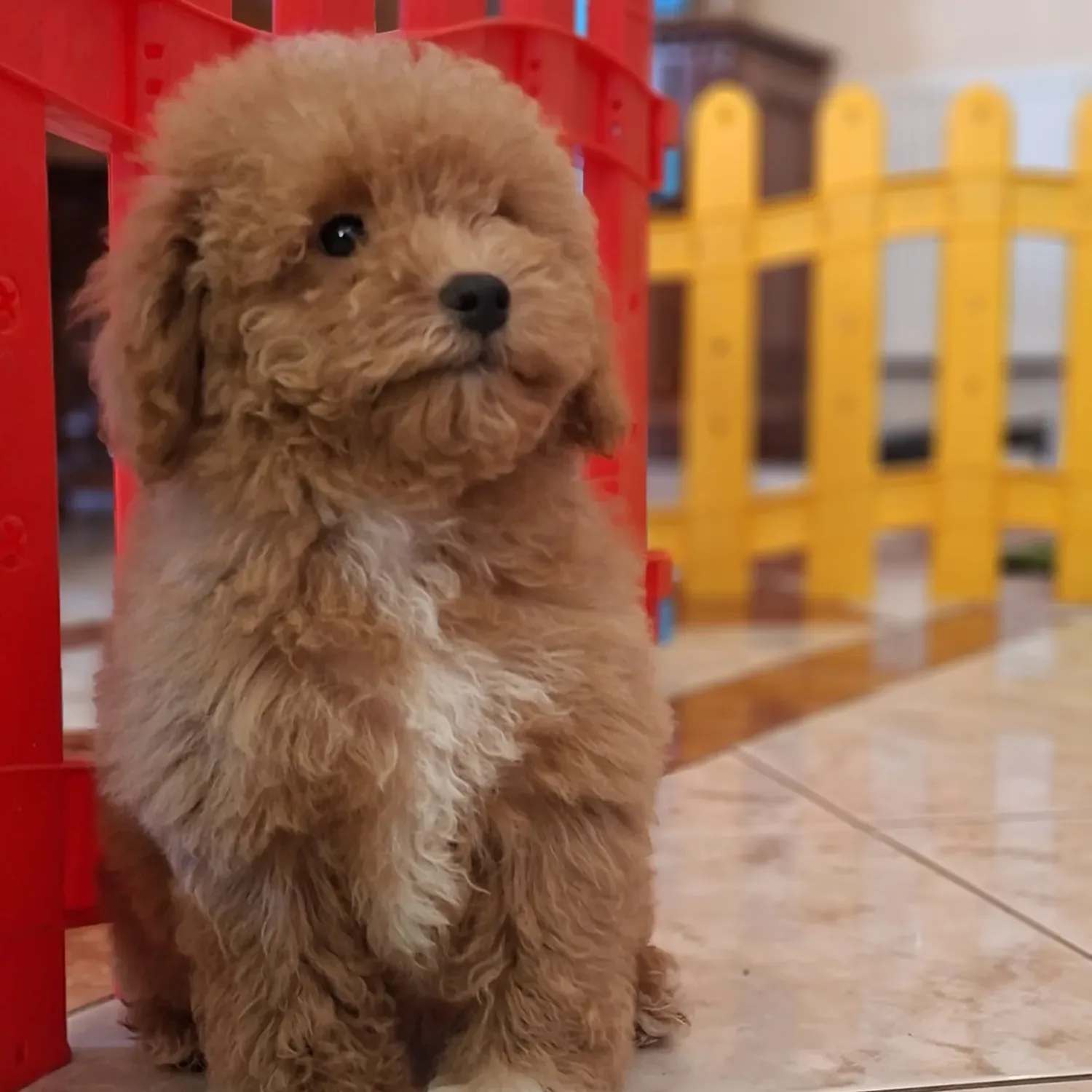 Pui de vanzare — Maltipoo Toy Femela de Vanzare – Catelusa Apricot, Pufoasa si Afectuoasa — 1